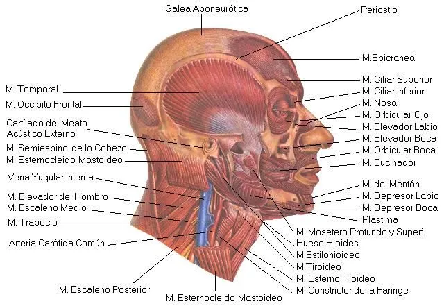 Las partes de la cabeza en imágenes - Imagui