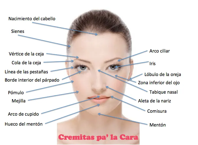 Nombres de las partes de la cara - Imagui