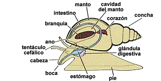 Las partes de un caracol por dentro - Imagui