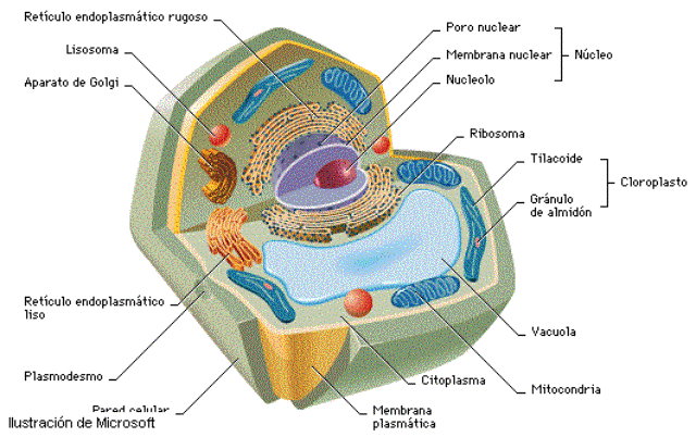 Partes De La Celula Animal Y Vegetal Y Sus Funciones