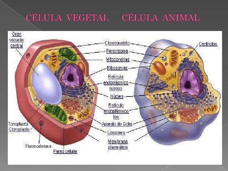 Partes de la celula animal y vegetal - Imagui
