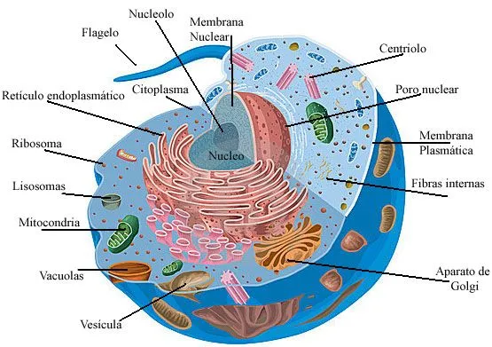 BIOLOGIA