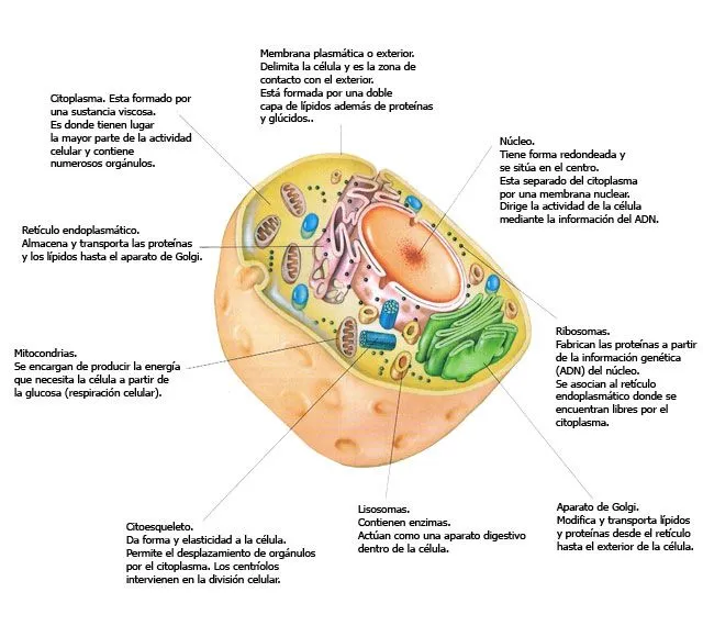 EL CUERPO HUMANO: abril 2010