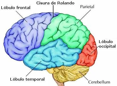 partes del cerebro para colorear - Google Search | 7 grade ...