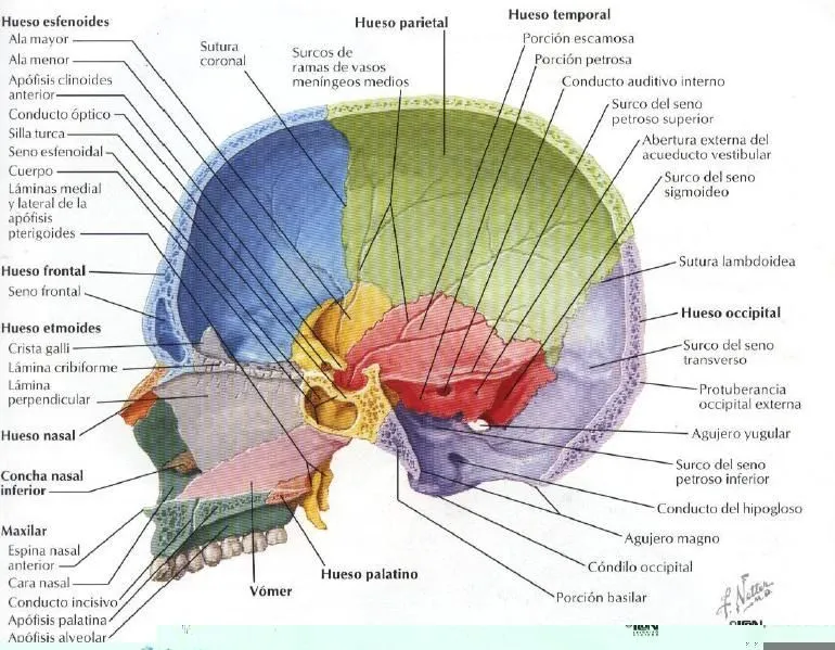 Anatomia de la cabeza-craneo. on Pinterest | 15 Pins