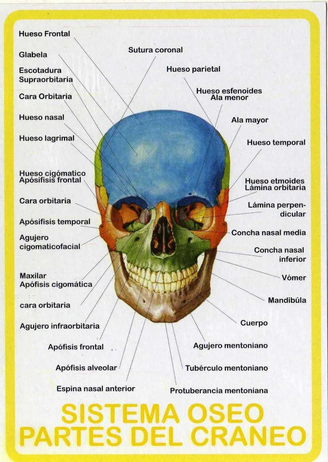 Partes Del Craneo Pictures