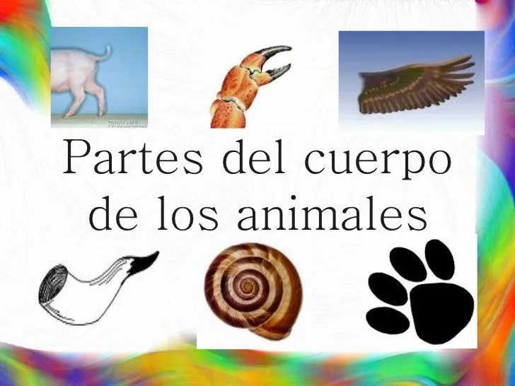 Partes Del Cuerpo Animal