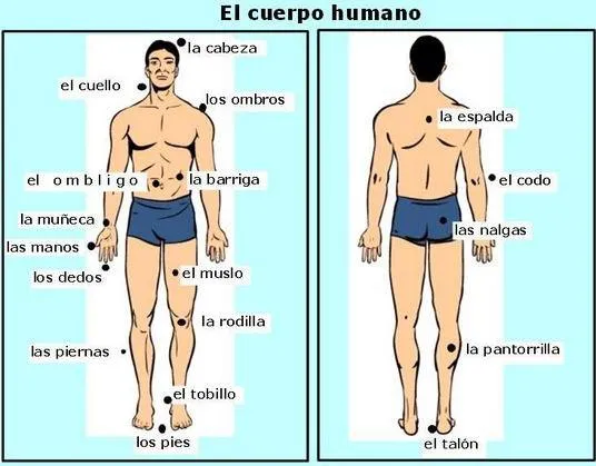 Cuerpo Humano | Español al Día