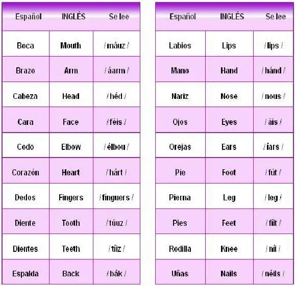 Partes Del Cuerpo En Ingles