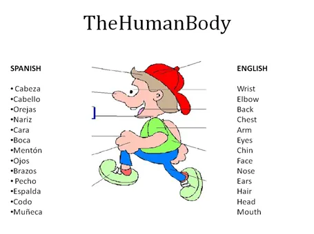 Partes del cuerpo español inglés - Imagui