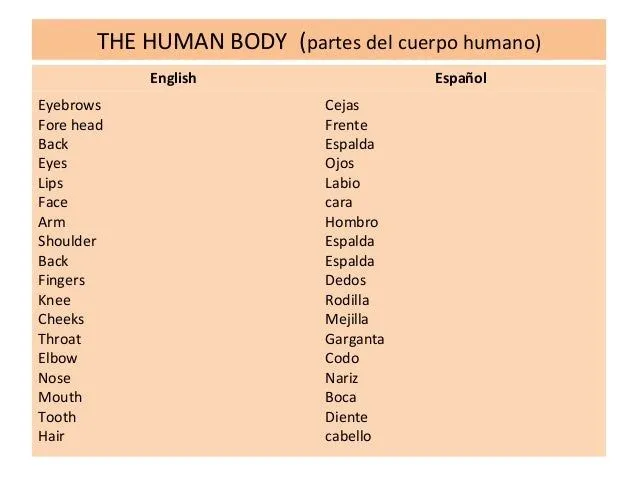 Partes del cuerpo español e inglés - Imagui