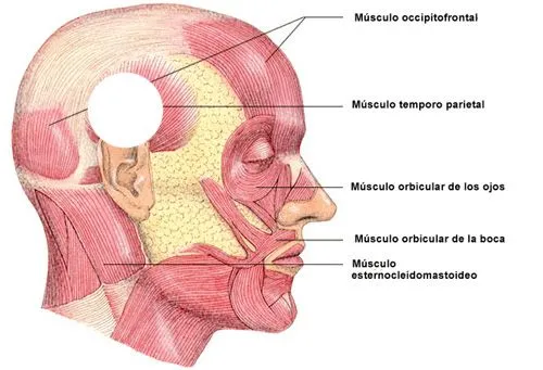 Las partes del cuerpo humano