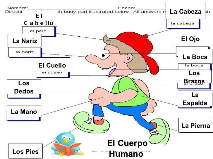 Partes del cuerpo humano