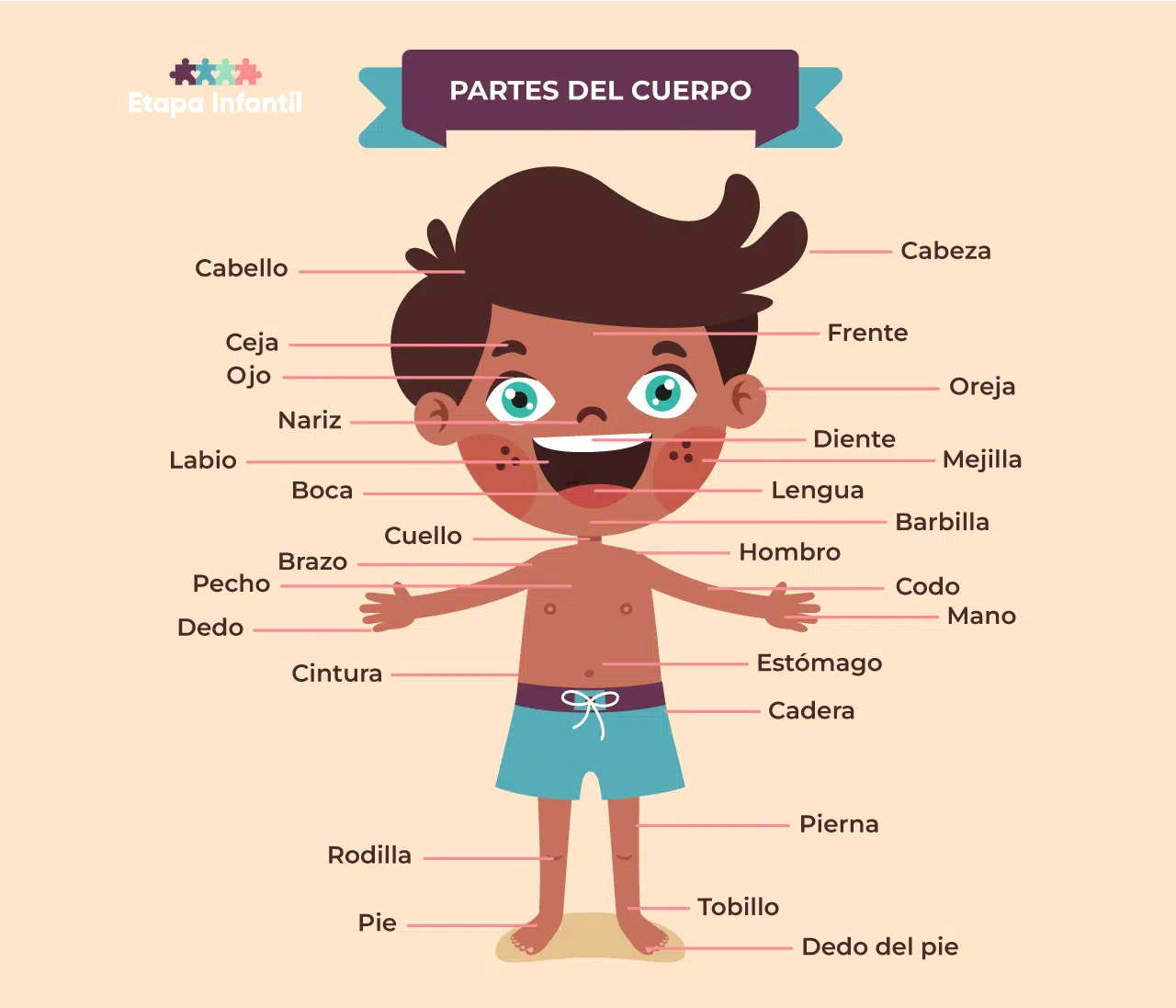 Las partes del cuerpo humano explicadas para los niños - Etapa Infantil