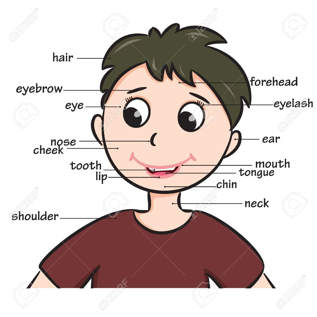 Partes Del Cuerpo Humano Imágenes De Archivo, Vectores, Partes Del ...