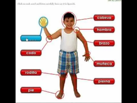 El cuerpo humano en ingles y español - Imagui