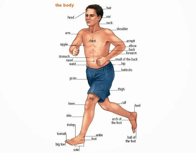 Partes del Cuerpo humano en ingles. | Homeschooling A&O "Principio ...