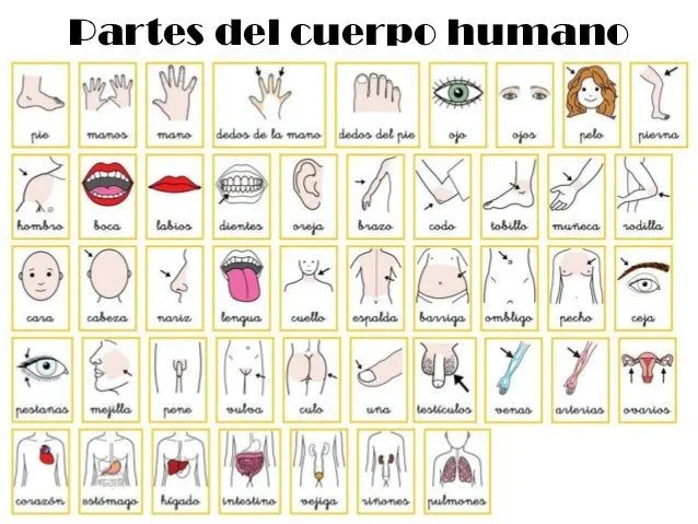 Partes del cuerpo humano en inglés por separado con imagenes para ...