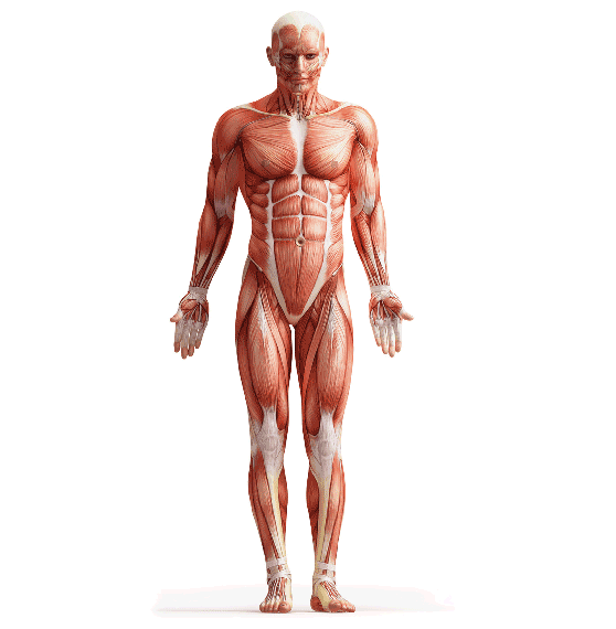 Partes del cuerpo humano - ThingLink