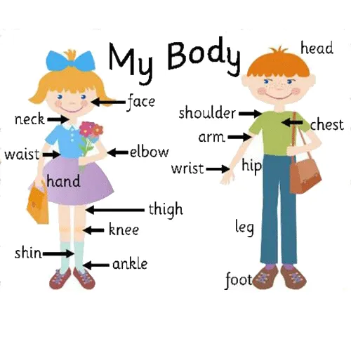 Partes del cuerpo en ingles para imprimir | Teaching | Pinterest ...