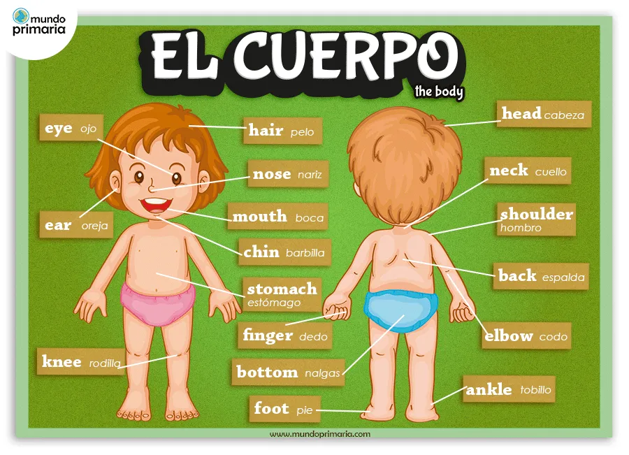 Las partes del cuerpo en inglés: recurso gráfico - Mundoprimaria