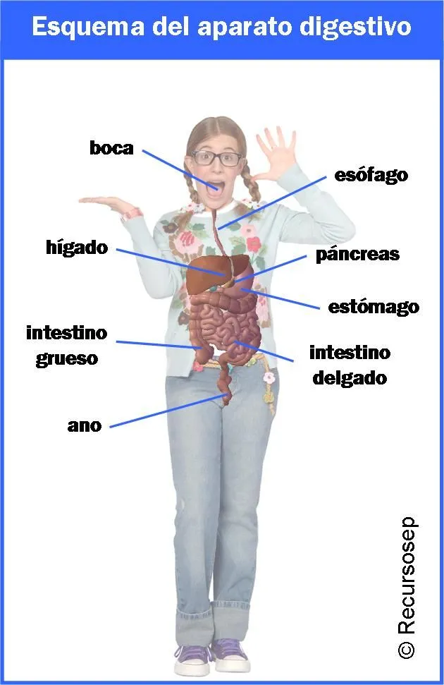 Partes del cuerpo | Recursos primaria