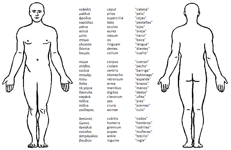 cuerpo | Diccionario de biología