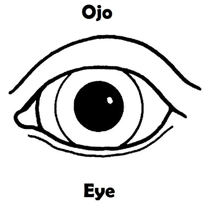 Imagenes de el ojo humano para colorear - Imagui