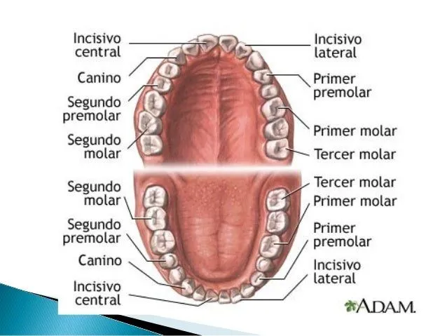 Las partes del diente