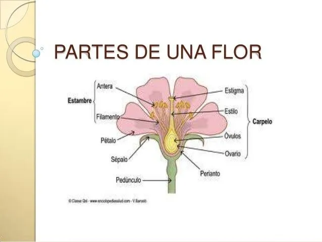 Partes de una flor