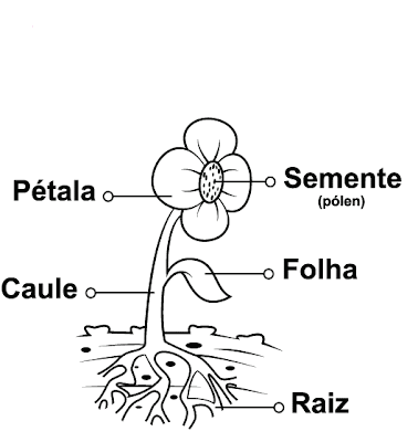 Partes da flor.