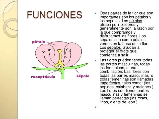 Partes de una flor