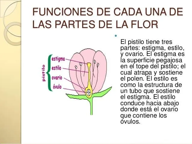 Partes de una flor