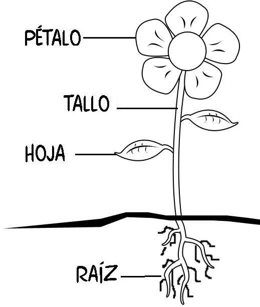 Partes de la flor