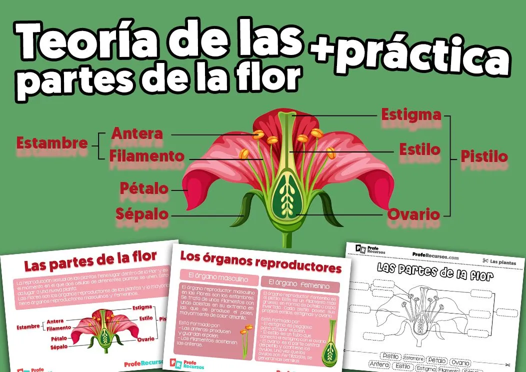 Partes de la Flor | Ciencias Naturales | Educación Primaria