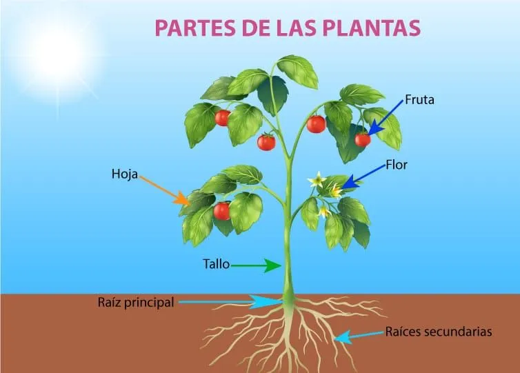 ▷ Partes de una flor◁ Elementos que la forman y sus funciones