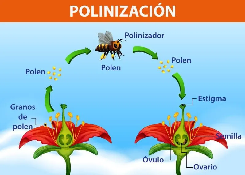 ▷ Partes de una flor◁ Elementos que la forman y sus funciones