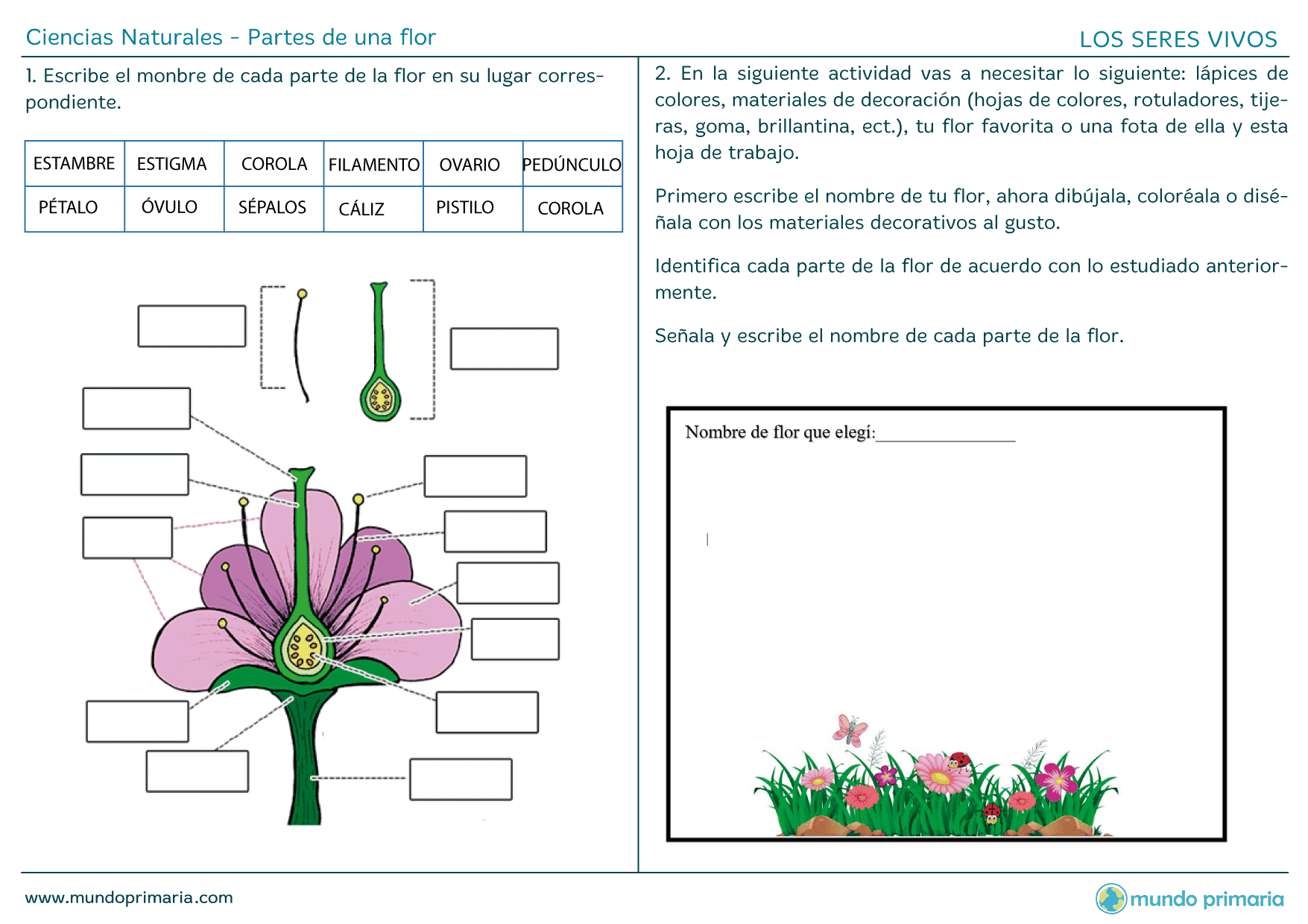 ▷ Partes de una flor◁ Elementos que la forman y sus funciones