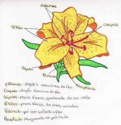 Cantinho das Ciências da Natureza: Constituição de uma flor completa