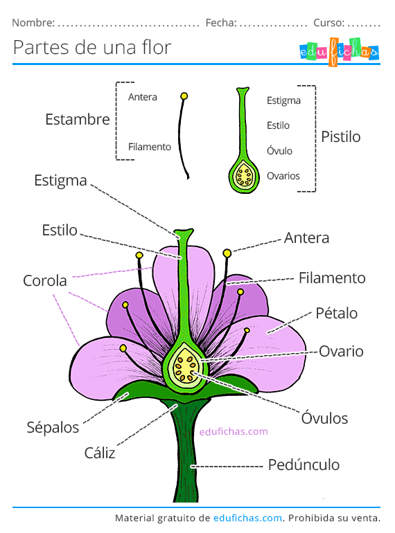 Partes de Una Flor. Ficha con los Nombres y Ejercicios. PDF GRATIS.