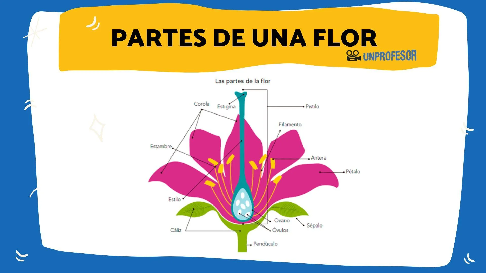 Las PARTES de una FLOR y sus FUNCIONES - ¡resumen + IMÁGENES!