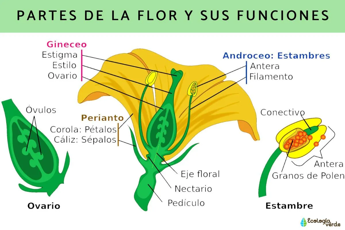 Partes de la flor y sus funciones - Resumen y esquemas