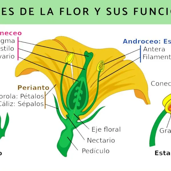 Partes de la flor y sus funciones - Resumen y esquemas