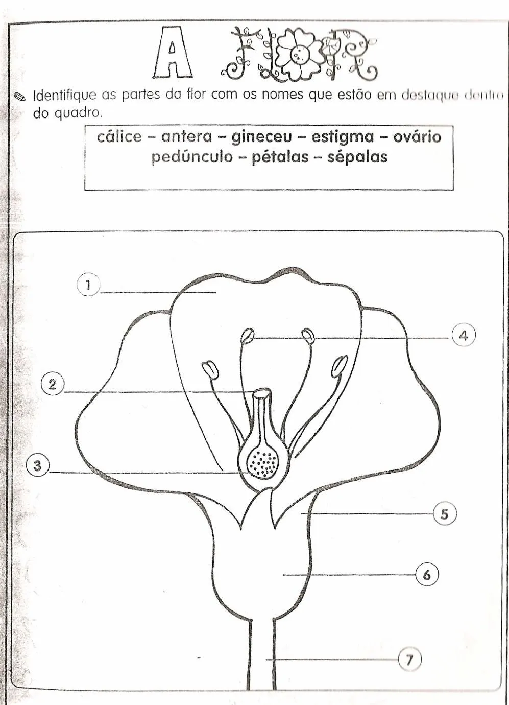 Partes da flor - Imagui