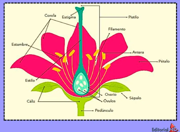 Partes de una Flor para Niños