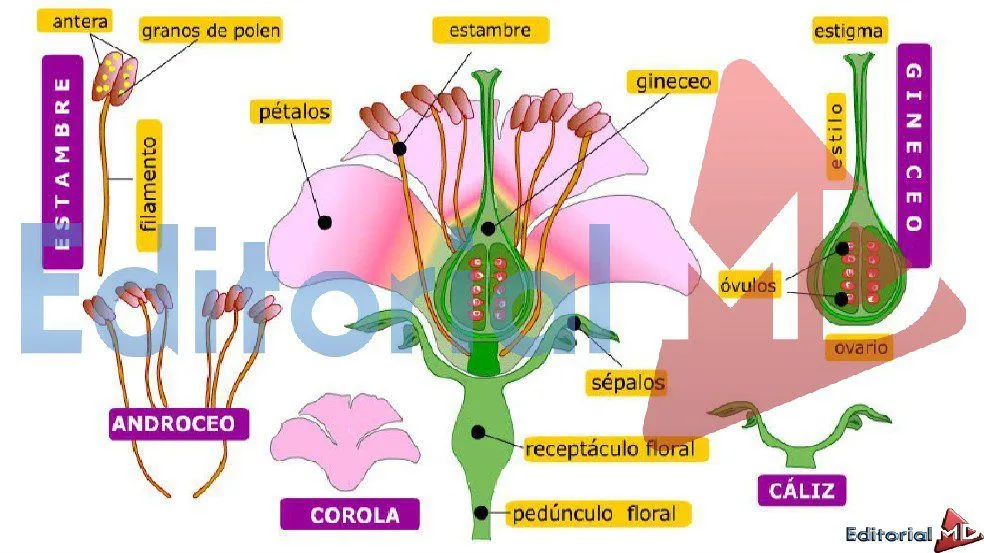 Partes de una Flor para Niños