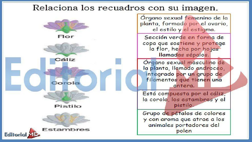 Partes de una Flor para Niños