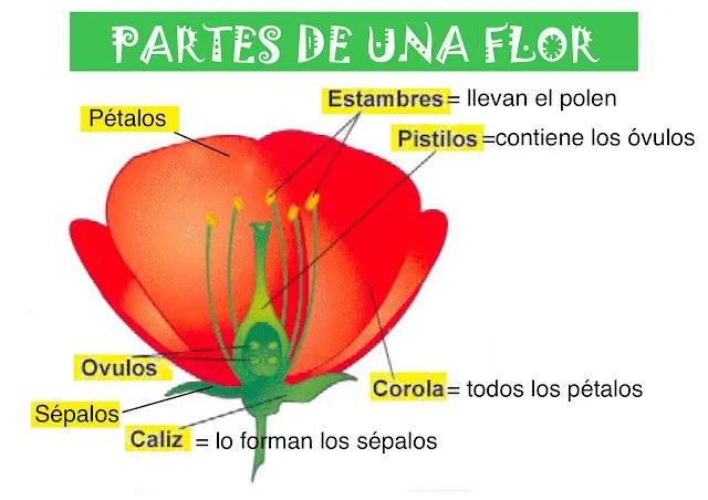 Partes de una flor para niños de tercero de primaria - Imagui