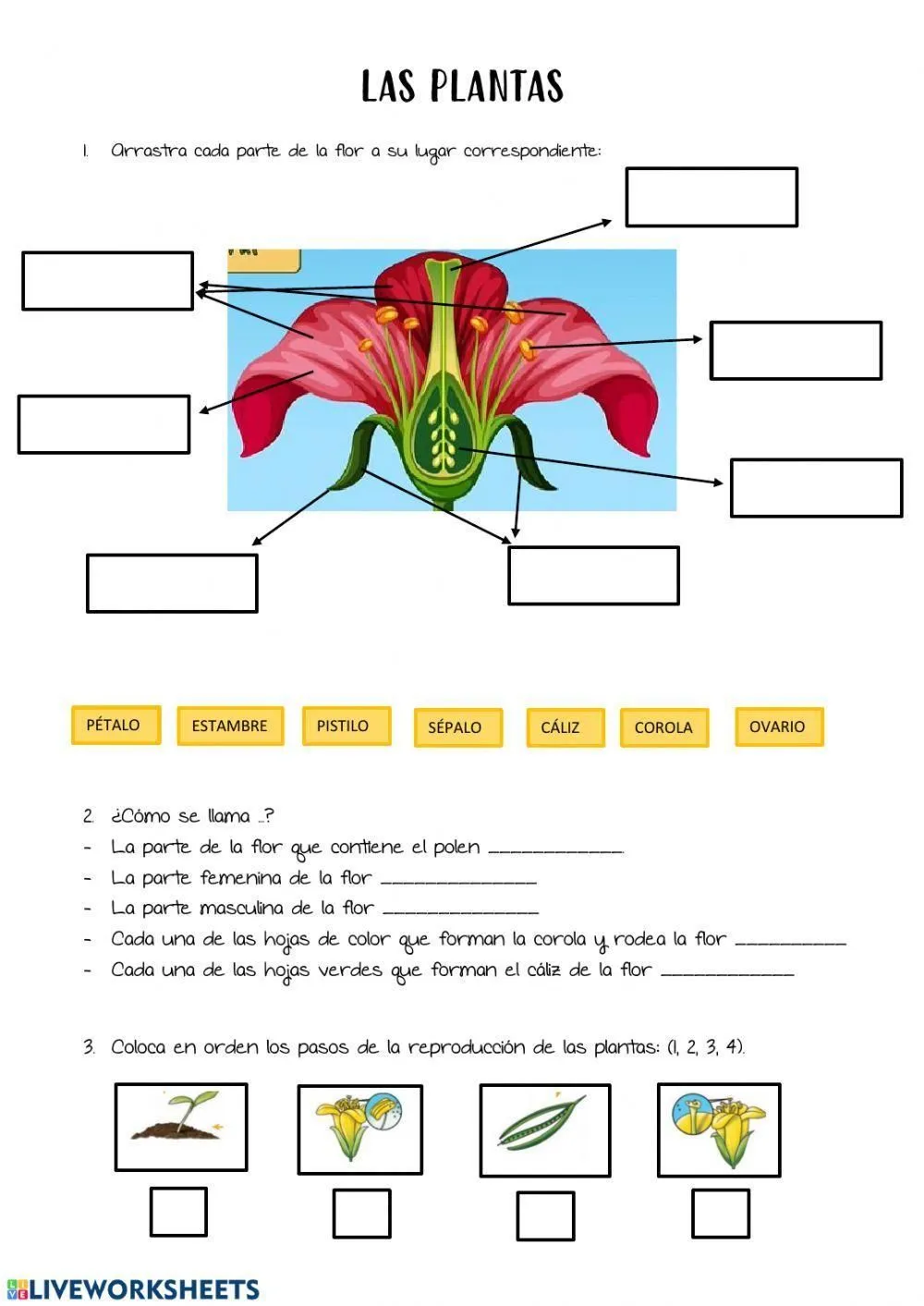 Partes de la flor online activity | Live Worksheets