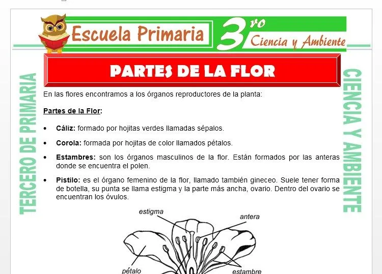 Partes de la Flor para Tercero de Primaria – Escuela Primaria